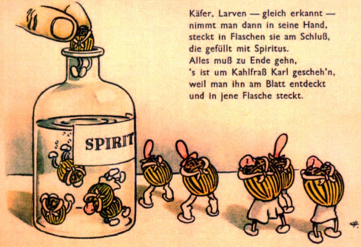 Plakat der SED, um 1950. Die Vernichtung des Kartoffelkfers ist „KAMPF FR DEN FRIEDEN!“  (Abdruck mit freundlicher Genehmigung www.klossmuseum.de und Archiv Handschuhmacher)