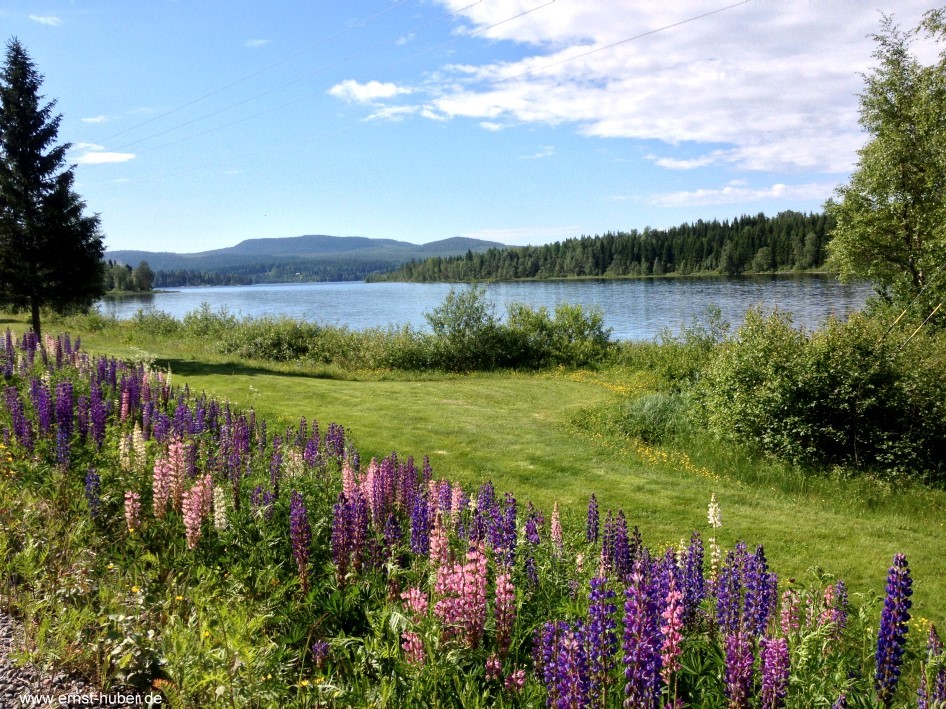 Blumenwiese und Bucht in Nske in Schweden